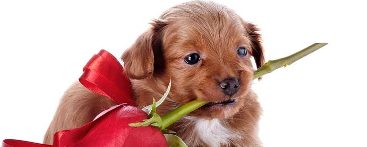 狗狗口臭怎么办 解决狗狗嘴巴臭这个问题只需八步