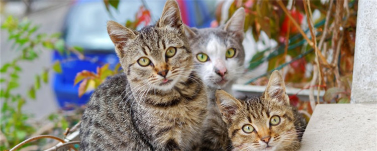 猫体内有炎症怎么办 要如何预防猫咪有炎症等疾病