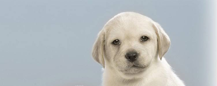 怎么教会狗狗社交 狗狗的社交本能与训练