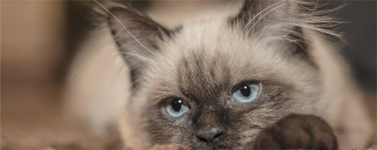 猫吃东西发出声音 猫咪是在吧唧嘴吗