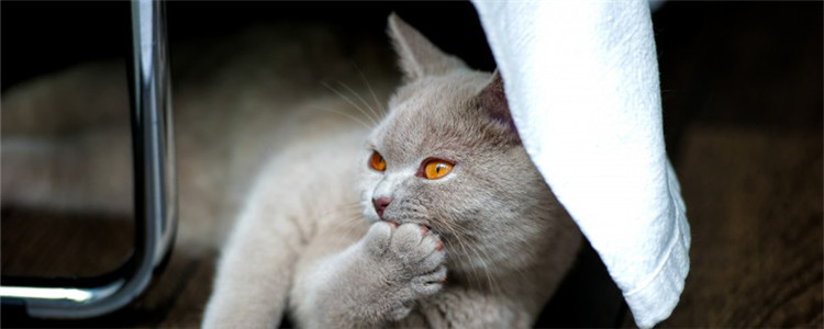 猫吃了驱虫药多久排虫 猫咪没排虫是驱虫药没用吗