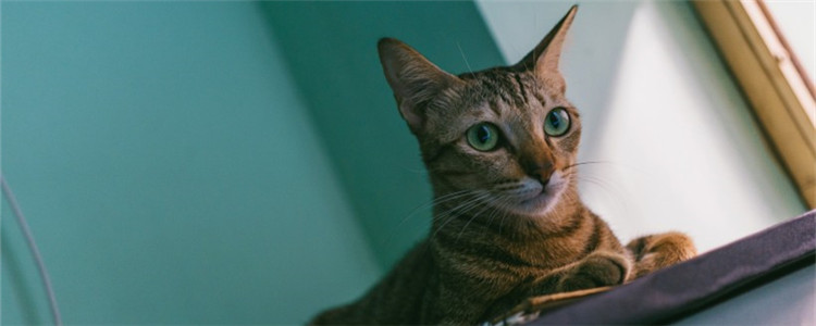 猫吃了鸡骨头怎么办 到底可不可以喂猫吃鸡骨头