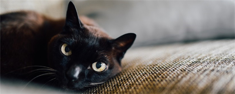 猫拉肚子怎么办 猫咪拉肚子的原因有哪些