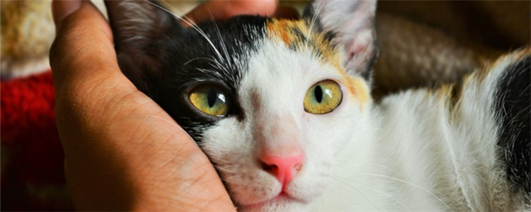 猫咪为什么会掉牙齿 导致猫咪掉牙齿的原因是什么