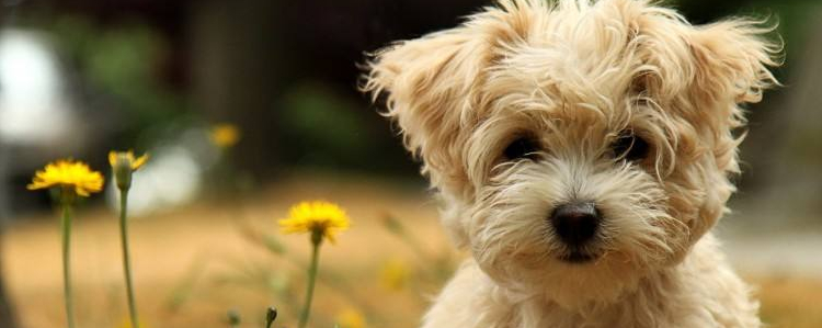 养狗必备的病症知识 狗狗在家就能治的病