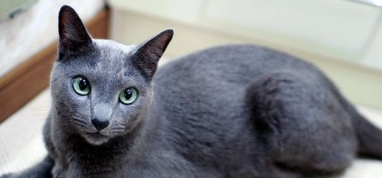 蓝猫粘人吗 蓝猫的粘人程度你能接受吗