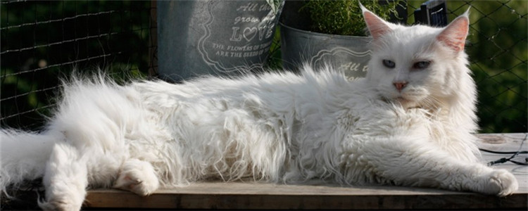 猫咪为什么会免疫失败 猫咪接种后免疫失败的原因有什么