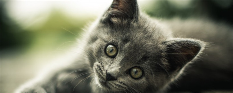 猫免疫失败的原因 接种疫苗的成功率没有百分之百