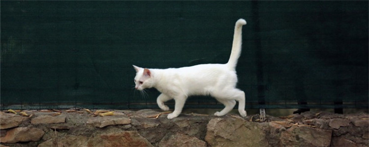 猫咪受伤了怎么办 猫咪出现意外要如何处理