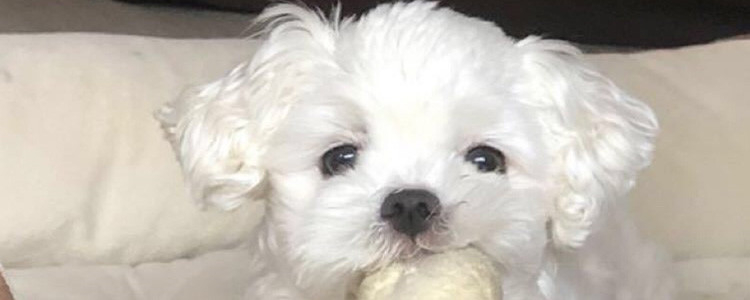 狗狗生日蛋糕怎么做 自制宠物狗可口的香蕉蛋糕