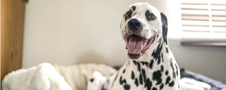 犬蠕形螨怎么治疗 是药三分毒别乱用！