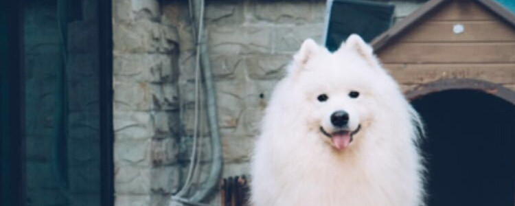 给狗狗选择狗粮要看什么 宠物狗犬粮的终极选购指南