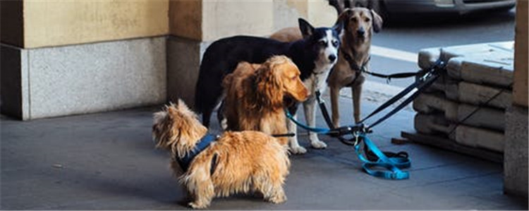 狗有狂犬病的症状 狗狗出现这些症状最好远离