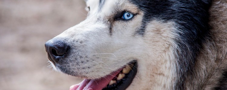 哈士奇自制狗粮配方 如何为哈士奇成犬自制犬粮