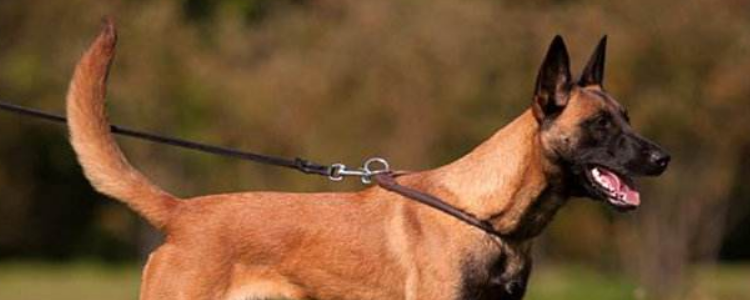 马犬的动力训练 想要训练马犬建立基本信任最关键了！