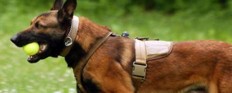 马犬的毛色变化规律 马犬毛色变化会存在意外的缺陷情况!