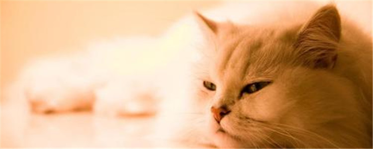 波斯猫是什么品种 波斯猫是猫中王妃