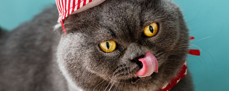 被猫抓肿了怎么办 没出血也会感染狂犬病吗