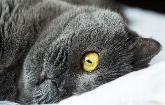 猫绝对不能吃的食物 喂这些食物是害猫而不是爱猫