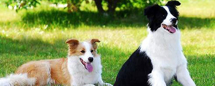 苏格兰牧羊犬螨虫治疗药品 三步教你治疗螨虫