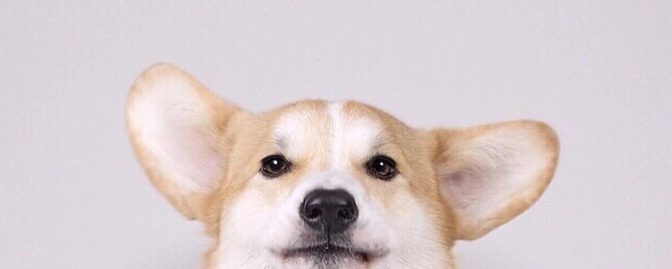 狗狗为什么要喝羊奶粉 专用狗奶粉的优势有哪些