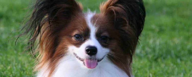 蝴蝶犬容易得什么病 这些疾病要注意