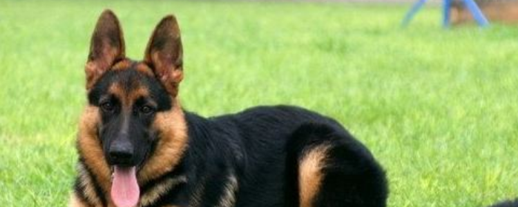 德牧骨量大有什么好处 德牧骨量增大对它的成长很关键的！