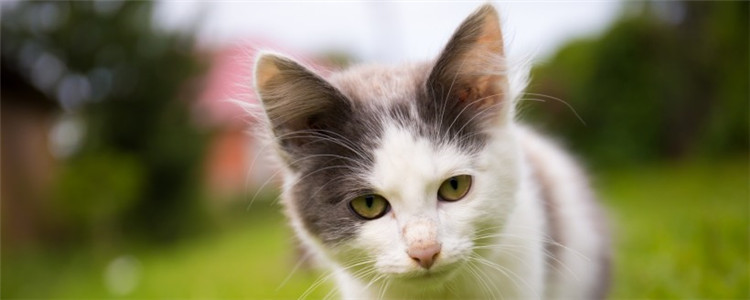 猫咪张着嘴巴呼吸急促 猫咪是得哮喘了吗