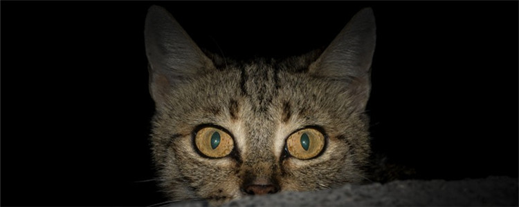 猫应激反应 猫咪应激反应有哪些症状
