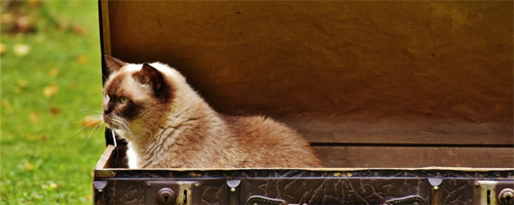 猫口腔溃疡是什么引起的 猫咪口腔溃疡的症状是什么