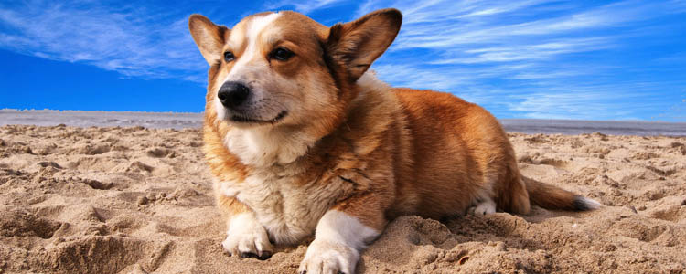 狗狗吃狗粮吃的地上都是 狗狗吃狗粮吃的满地都是