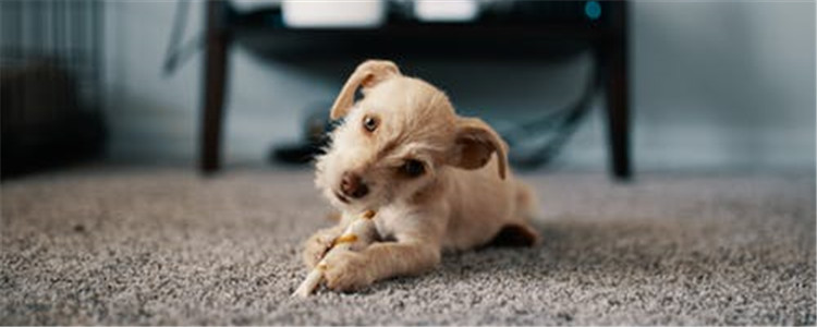 夏天什么狗容易中暑 狗狗最好不要进行激烈运动