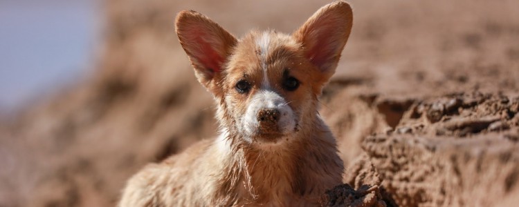 狗狗会放屁吗 狗狗放屁可能是肠胃出现了问题