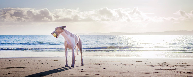 夏天情绪不好怎么调整 宠物夏天也会发情？