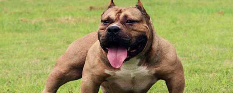 美国恶霸犬好养吗 养一只美国恶霸犬是一种怎么样的体验