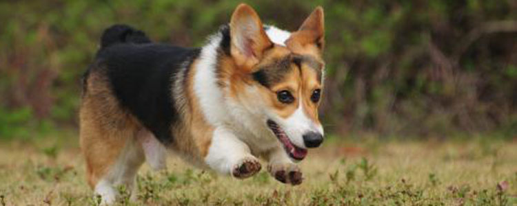 养柯基的人都后悔了 养它要经历这6个痛苦