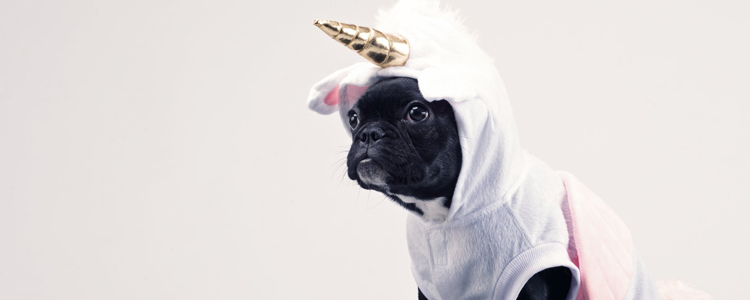 夏天狗狗容易长哪些虫 寄生虫也可要了狗命！