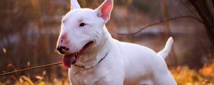 牛头梗喂养方法 网红犬的特殊喂养攻略