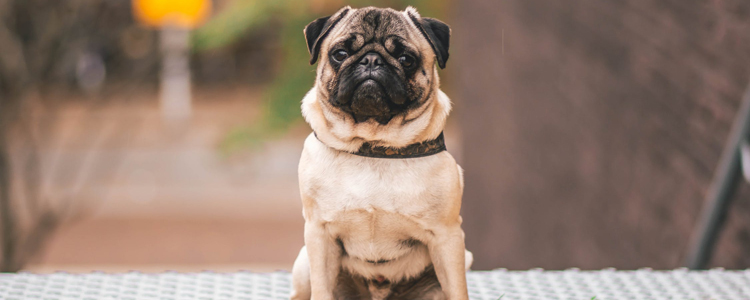 狗狗戴伊丽莎白圈难受 你知道它为什么那么讨厌吗