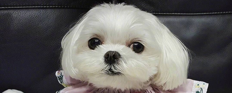 养狗的误区 五个关于养狗的错误想法