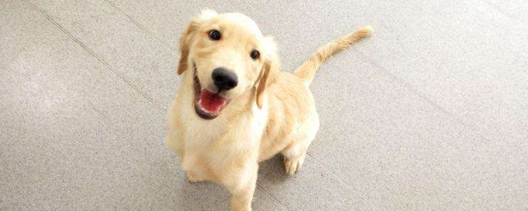 狗狗急救方法是什么 养犬必备的急救知识