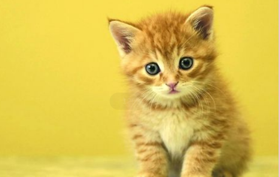牛磺酸对猫有何帮助 牛磺酸对猫竟然还有这么多好处！