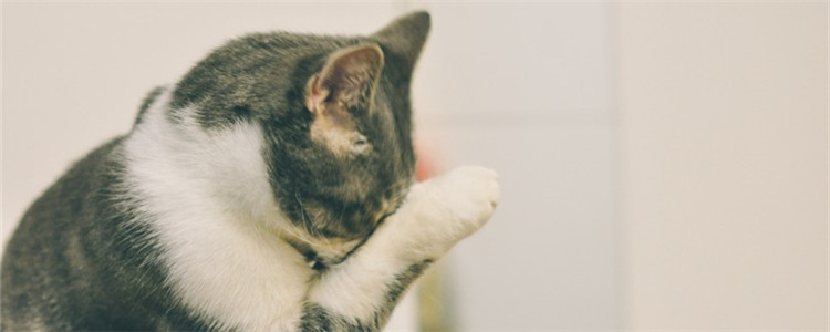经常给猫洗澡有什么坏处 猫咪需要经常洗澡吗