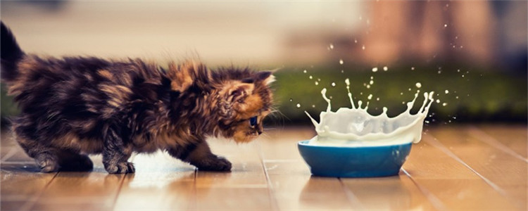 公猫的第一次重要吗 为什么公猫绝育后还会有冲动