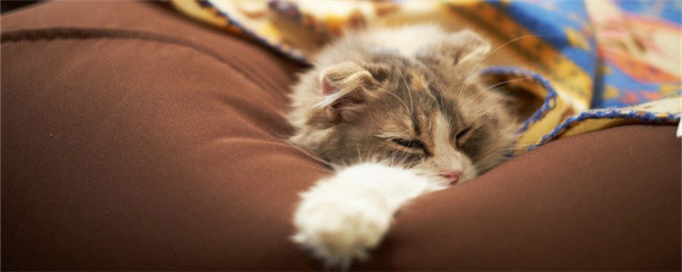 母猫交配后攻击公猫 母猫是不喜欢公猫吗