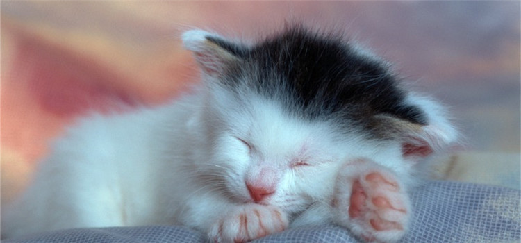 人感冒会传染给猫吗 人畜共患最常见的疾病是什么