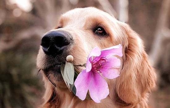 夏天养狗需要注意什么 夏季养犬注意的问题