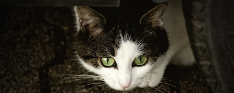 如何判断猫生病了 眼鼻口的分泌物有助于判断