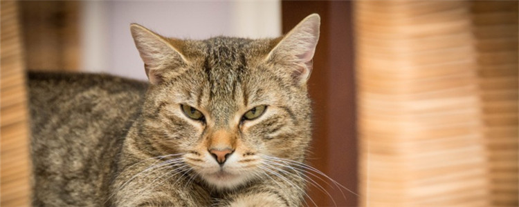 猫为什么晚上不睡觉 如何让猫早点睡觉