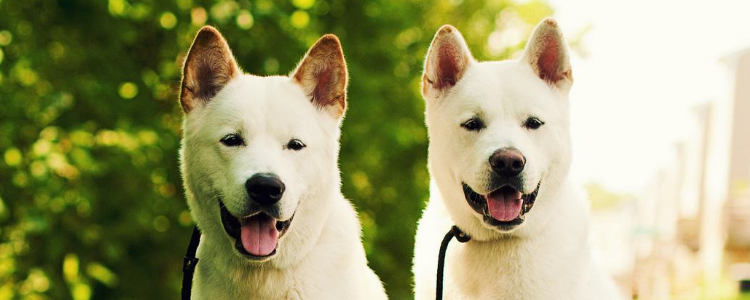 狗狗需要补钙吗 狗狗补钙的误区及正确补钙的方式